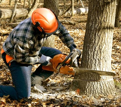 Tree Removal in Moosic, PA
